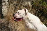 BOULEDOGUE AMERICAIN 416